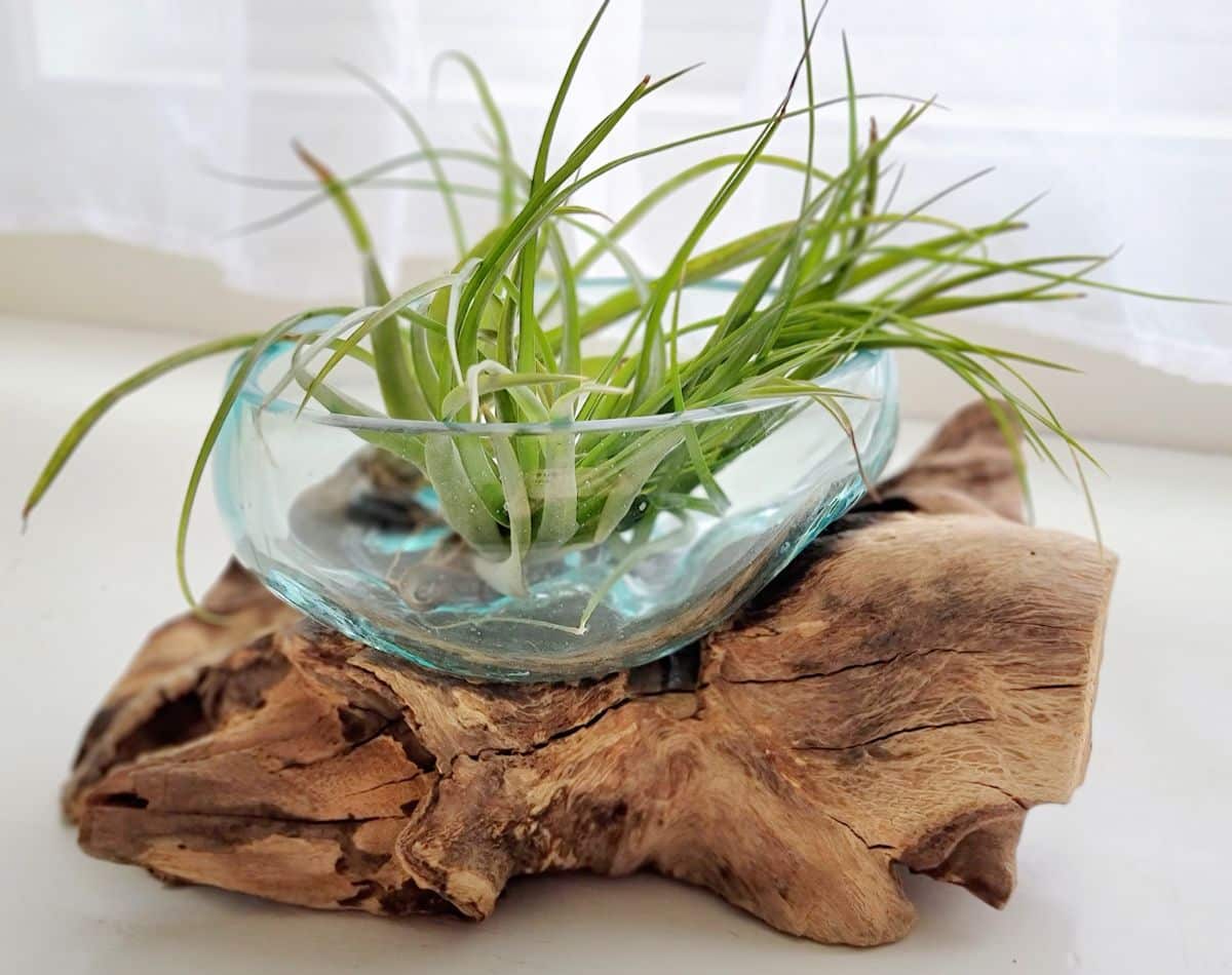 Tillandsia in a glass container on a drift wood.