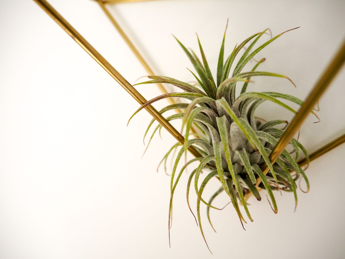 Tillandsia hanging on a golden frame near a wall.