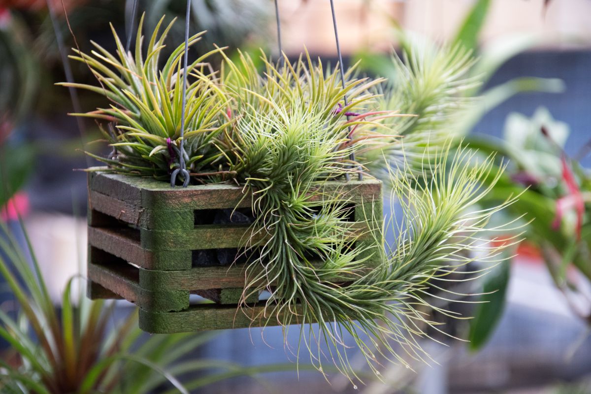 Tillandsias on a hanging basket.