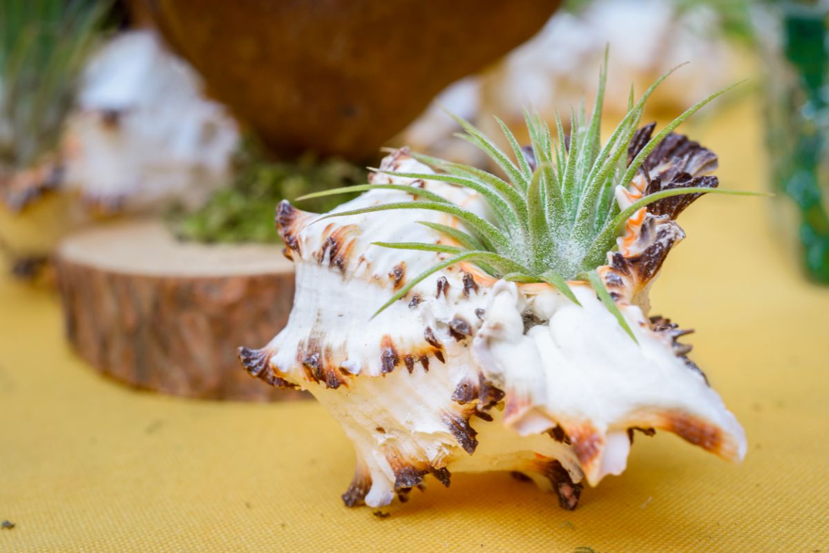 Tillandsia arranged on a shell.