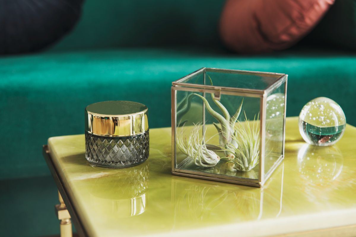 Tillandsia in a glass cube on a table.