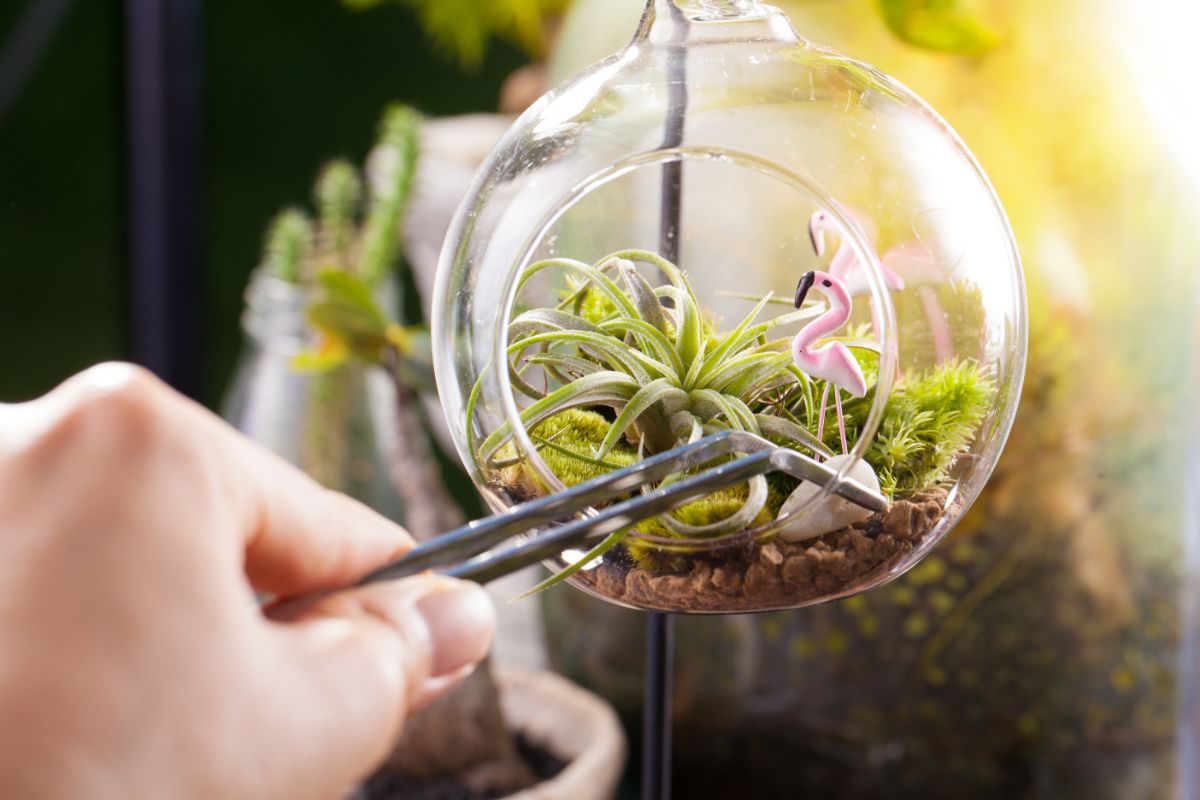 Tillandsia in a terrarium adjusted by a hand with tongs.