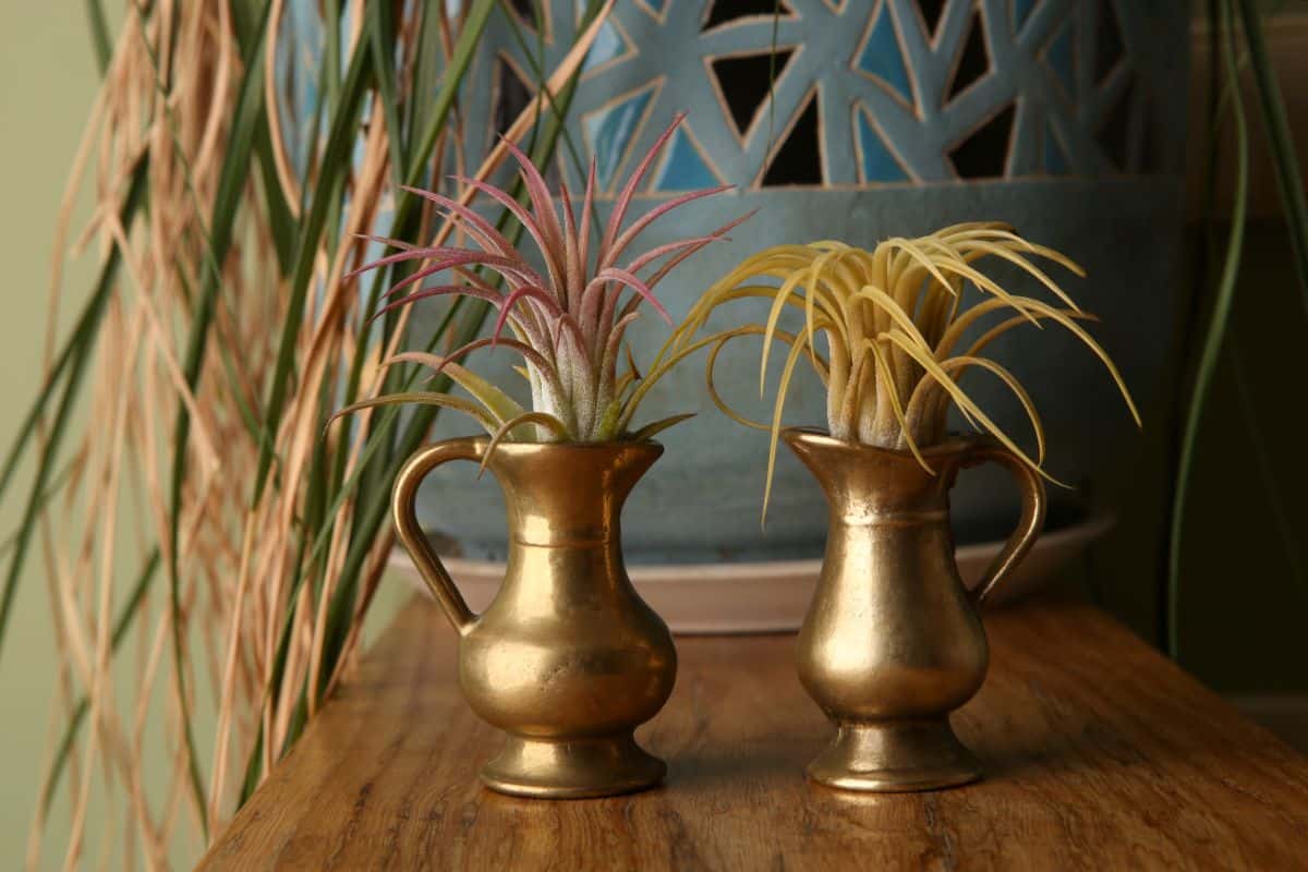 Tillandsias in two bronze vases on a table.