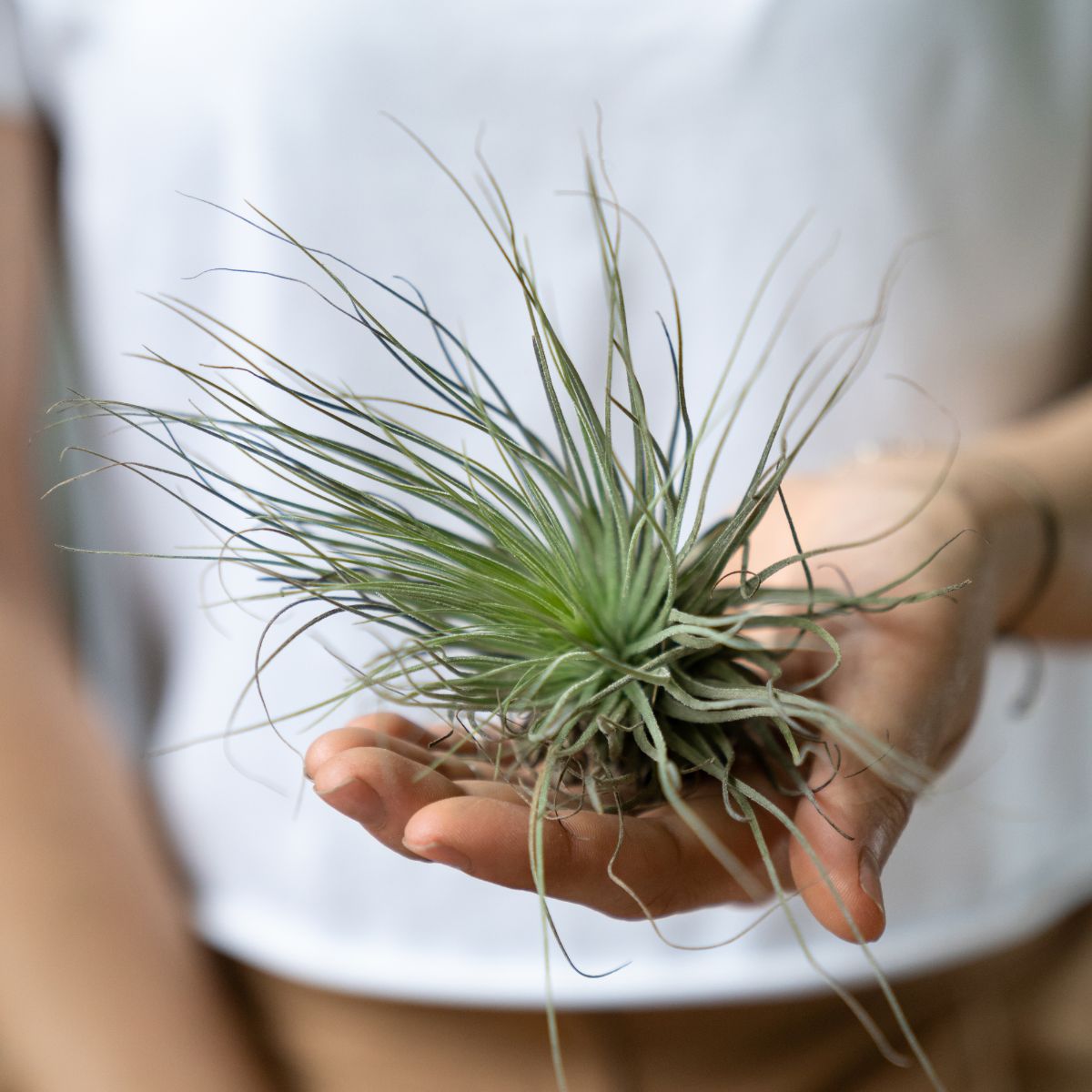 A woman holding Tillandsia in a hand.