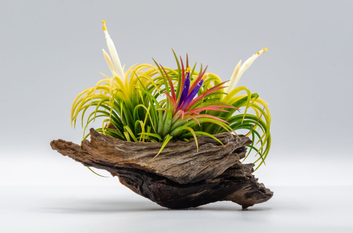 Tillandsia arranged on a drift wood.