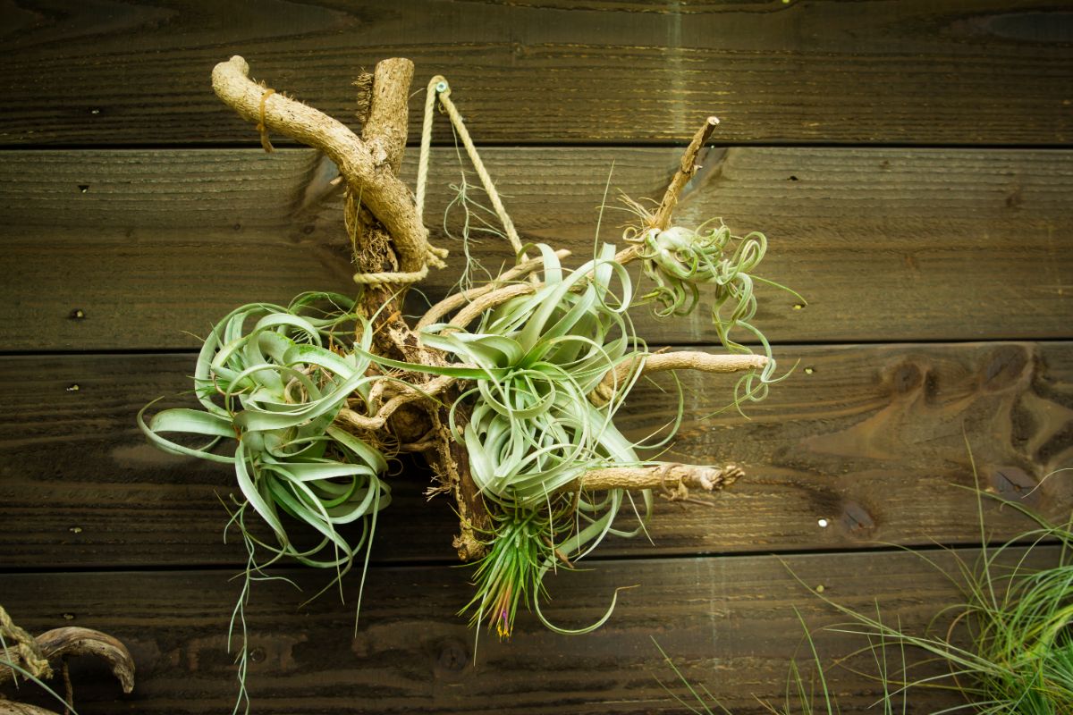 Tillandsia hanging on a branch mounted on a wall.