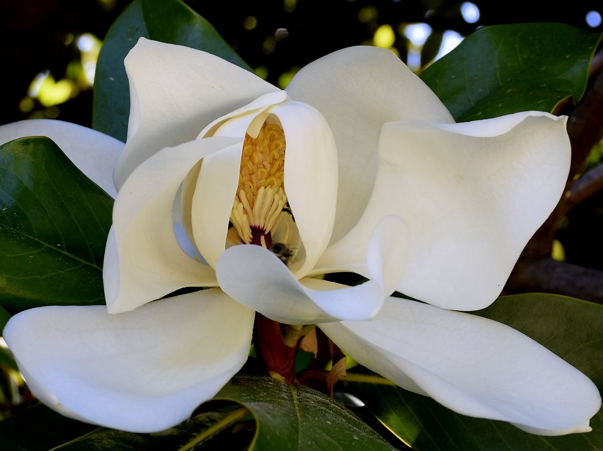 Southern magnolia 'Mainland.' white flower.