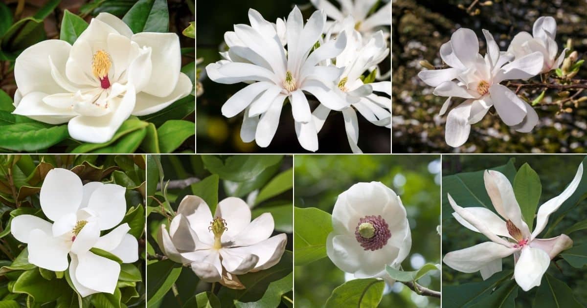 Top 18 White Magnolia Varieties facebook image.