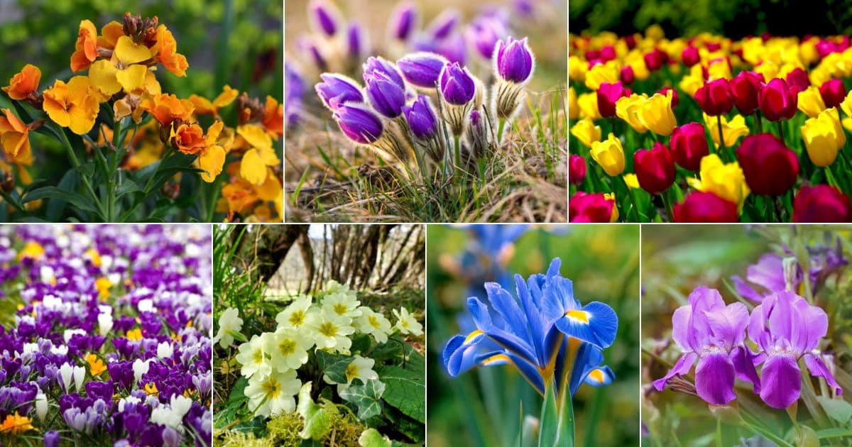 Top 20 Flowers That Bloom In Spring facebook image.