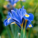 Reticulate Iris with blue flowers and yellow centers.