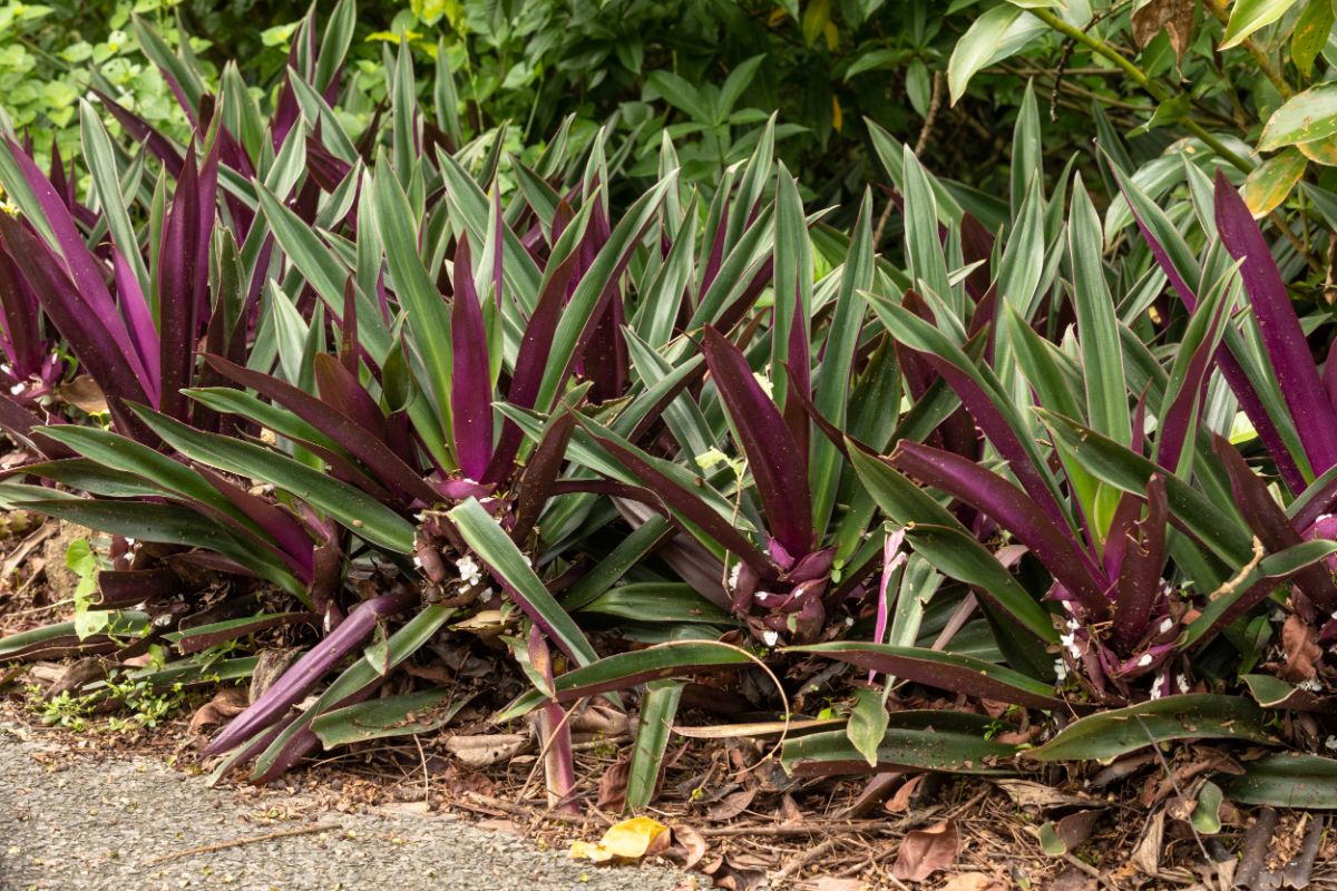 Boat Lily plants with gree-purple foliage growing outdoors.