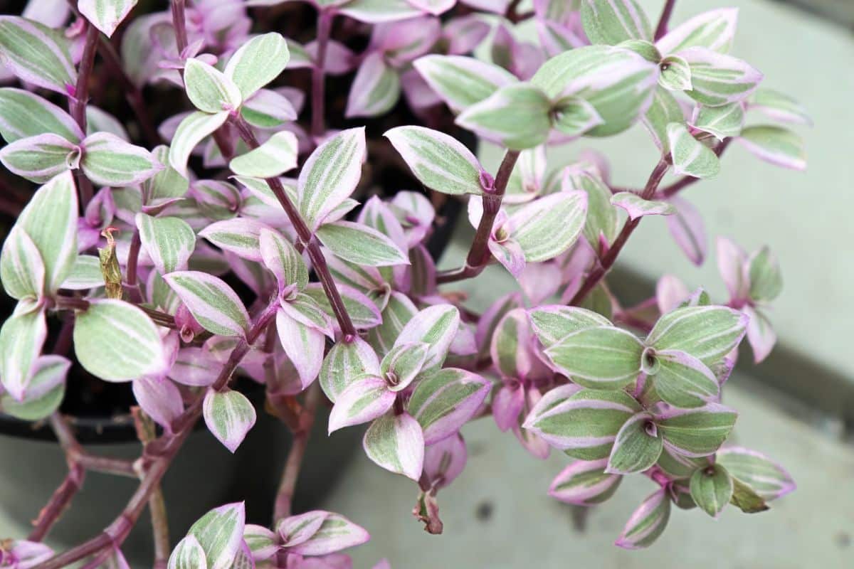 Turtle Vine with beautiful pink-green foliage.