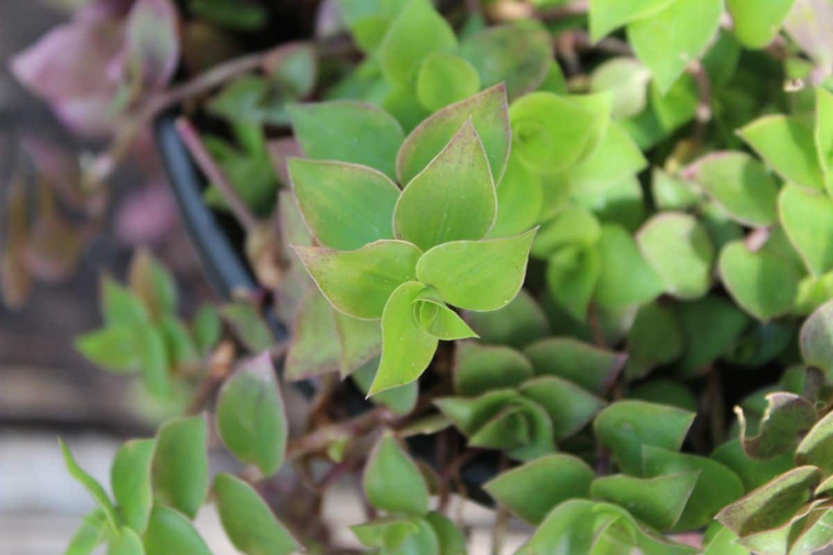 A close-up of a Turtle Vine in a pot.