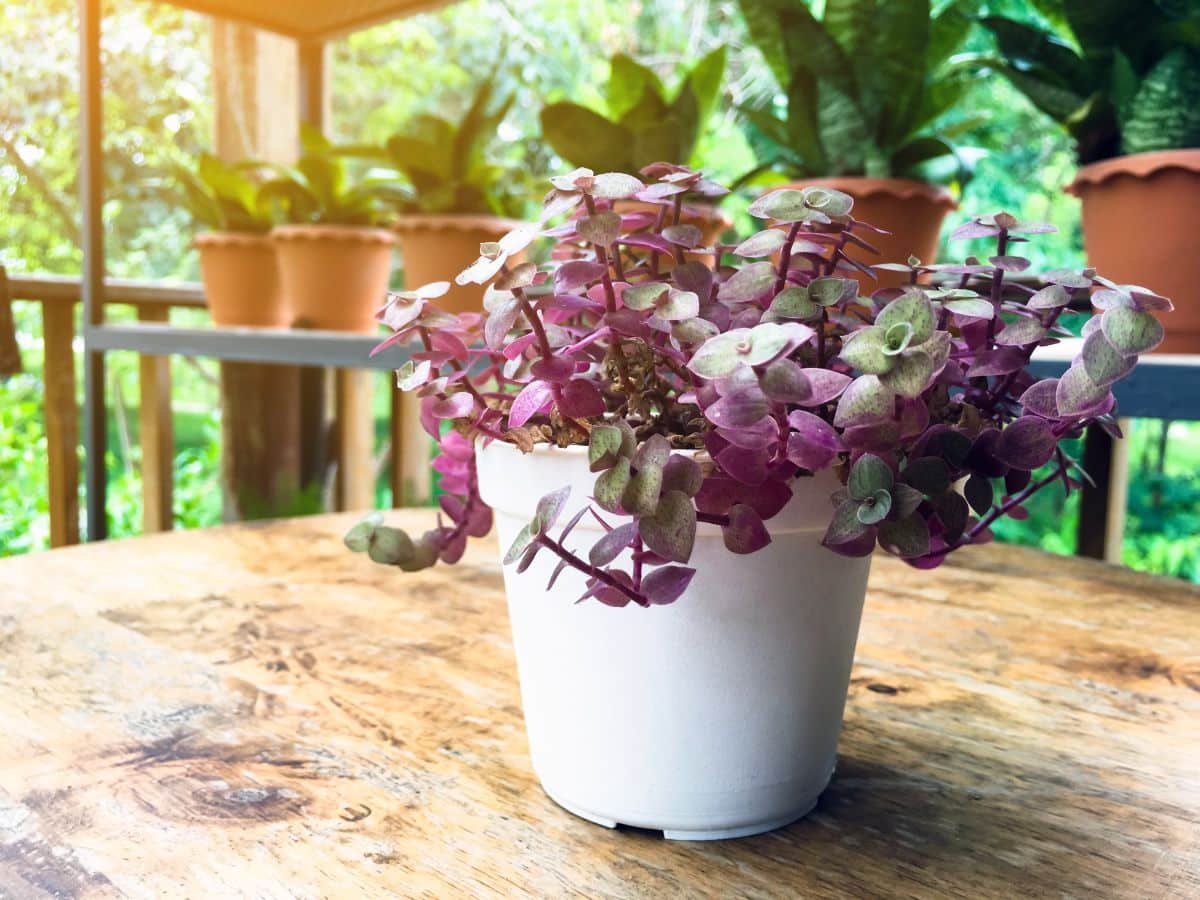 Turtle Vine with colorful foliage in a white pot on a wooden table.