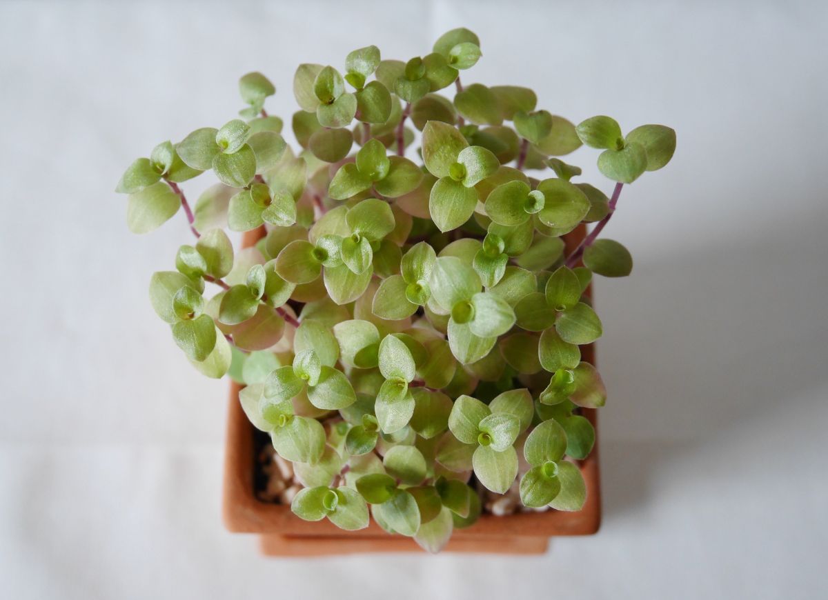 A young Turtle Vine in a small brown pot.