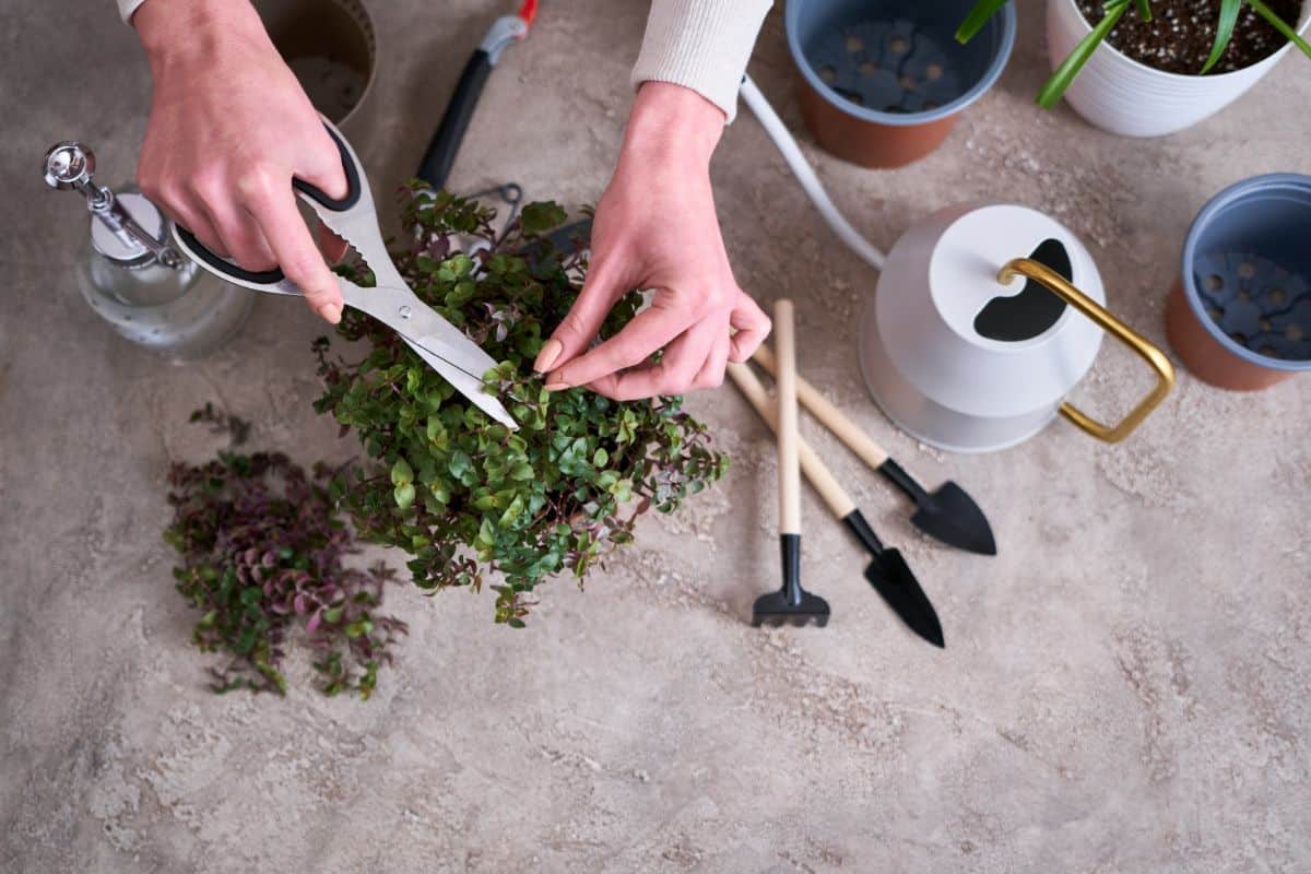 A gardener cutting Turtle Vine wit scissors.