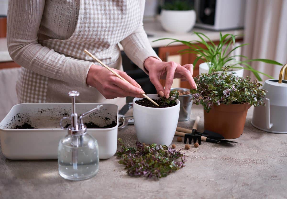 A gardener planting Turtle Vine offsets in a white pot.