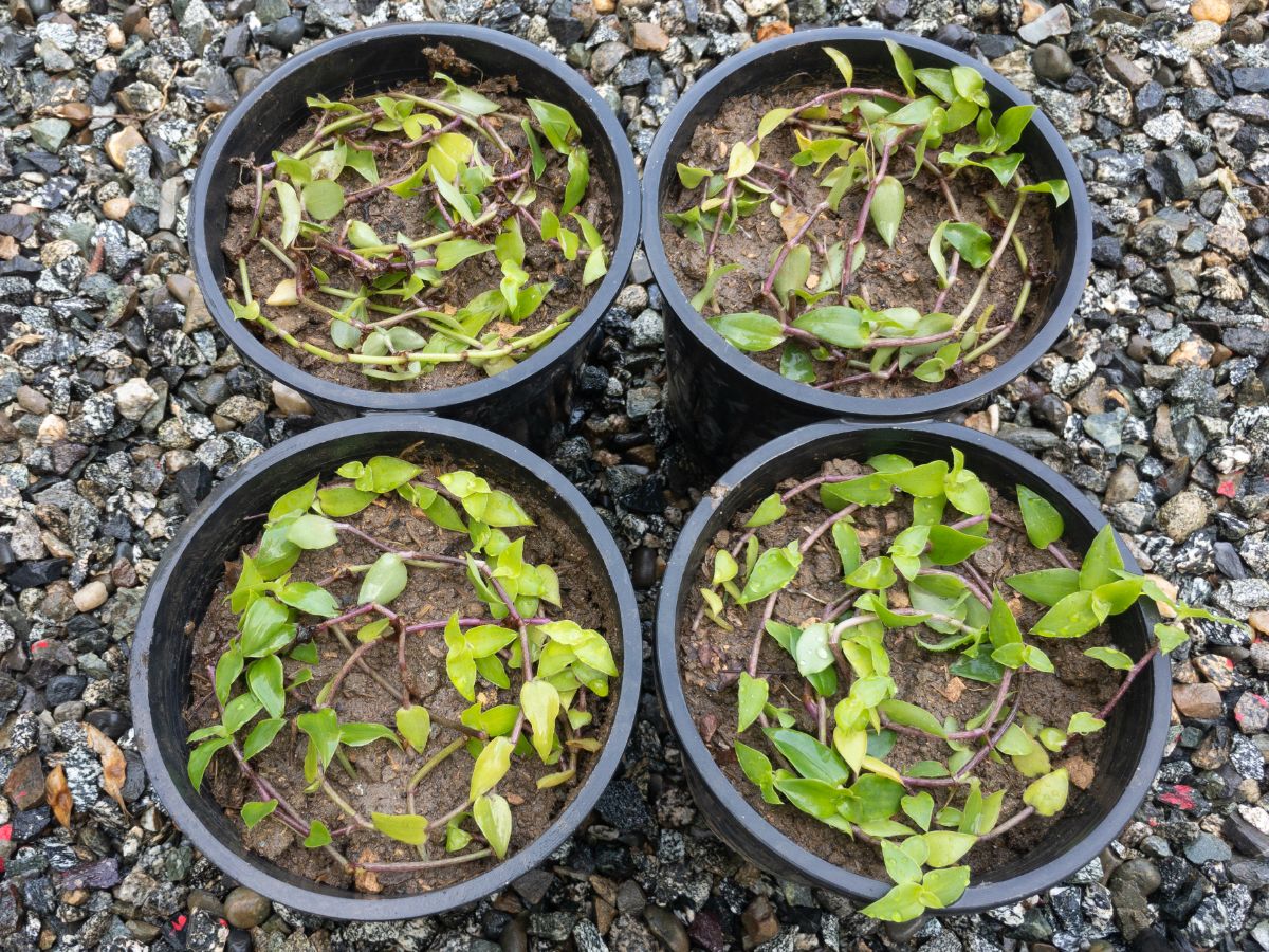 Turtle Vine cuttings in black pots.