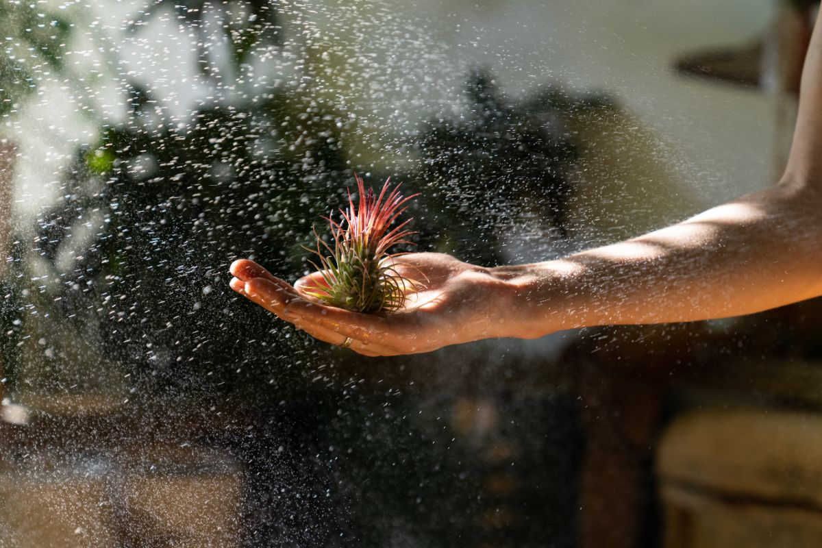 A hand holding an air plant during watering.