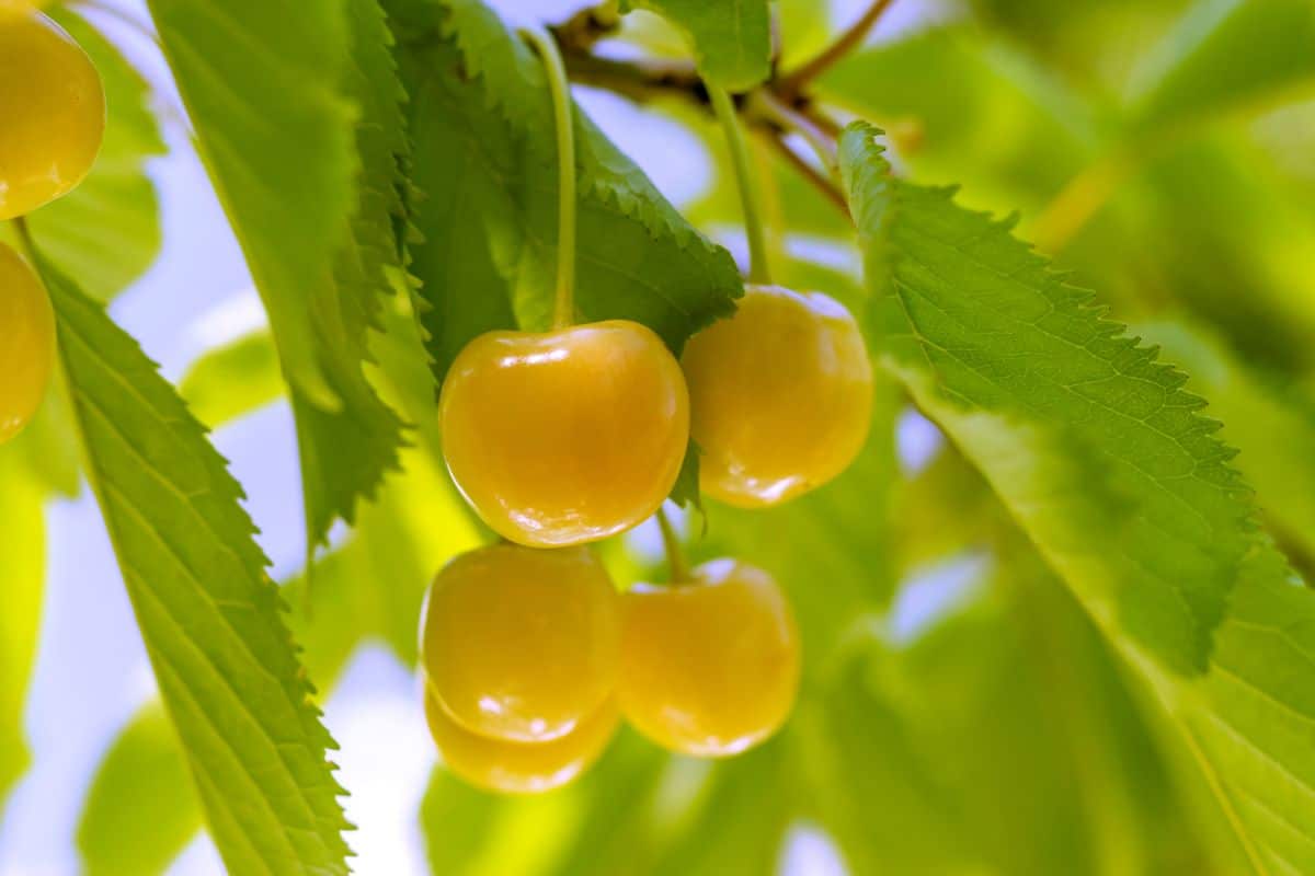 Ripe yellow Rainier Cherries on a branch.