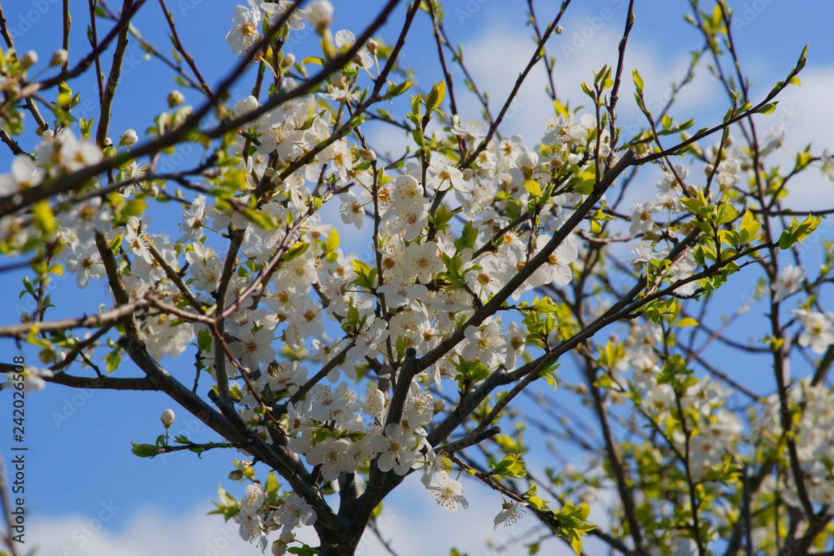 Cherry Plum Zloty Oblok variety in white bloom.