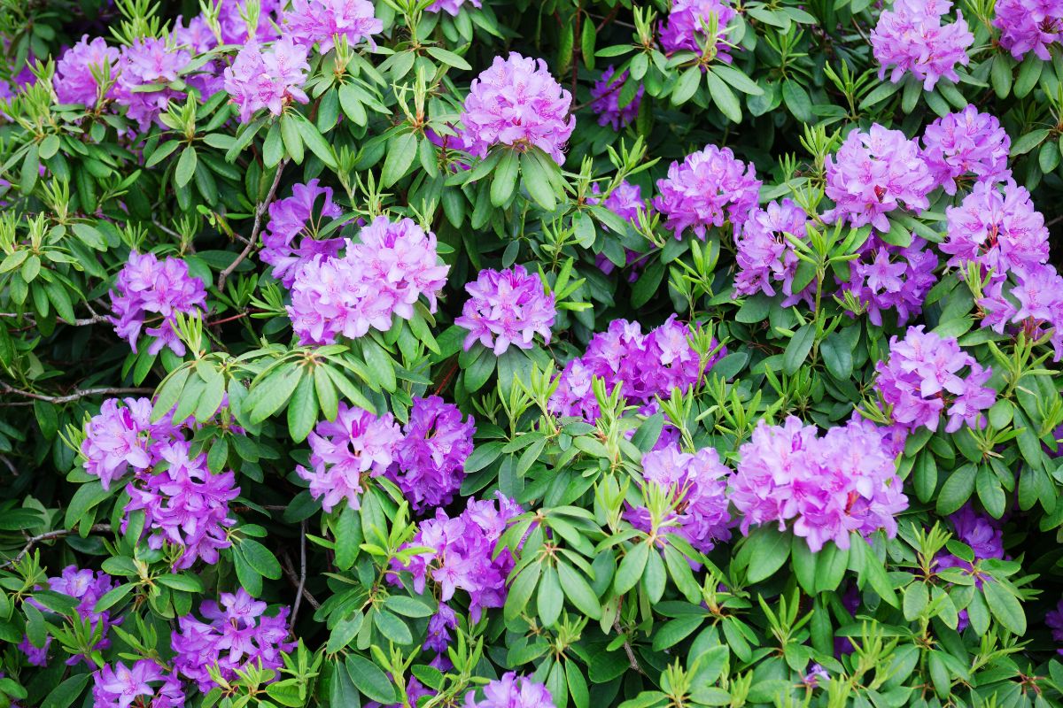 Azalea shrub in full purple bloom.