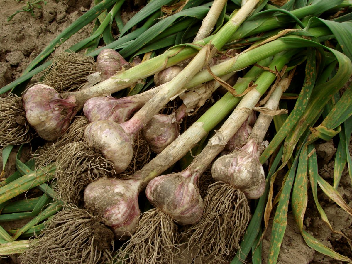 Freshly harvested garlic on a soil.