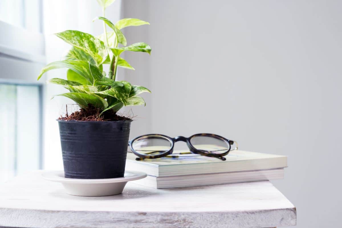 A Golden Pothos in a black pot on a small table next to books and glasses.