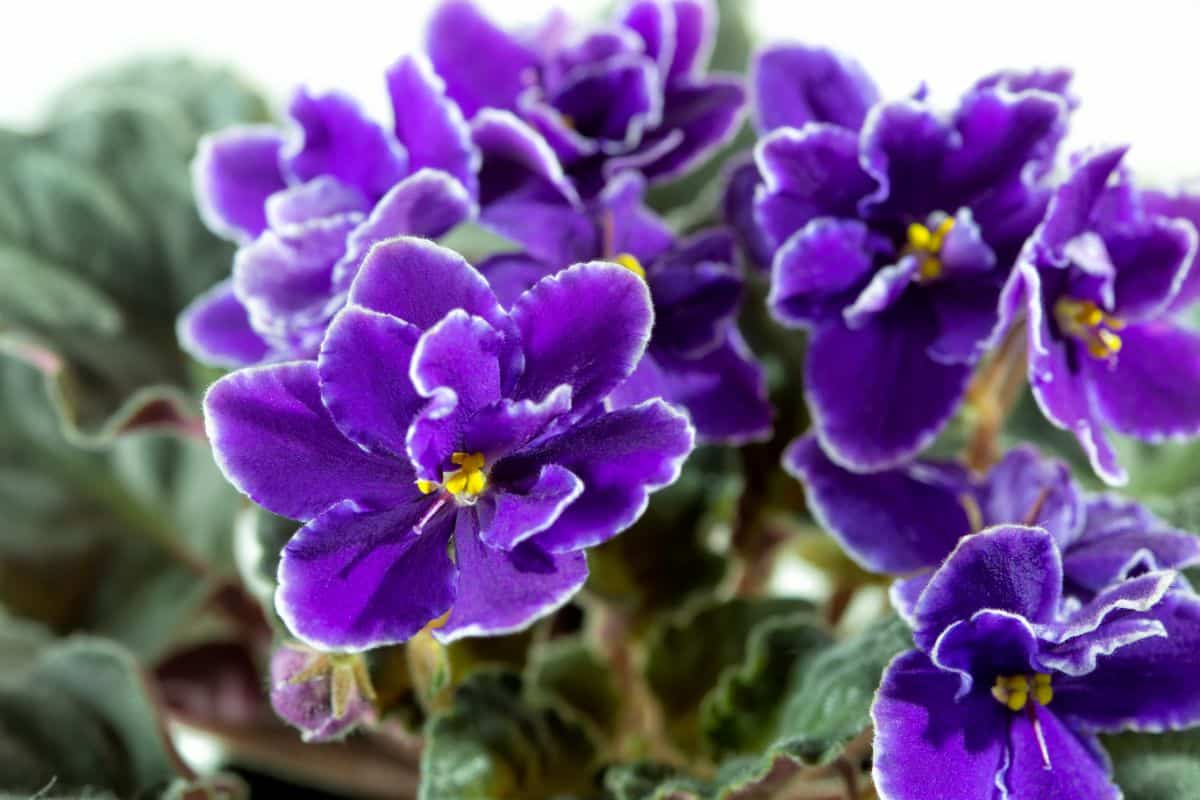 A beautiful African Violet in full purple bloom.