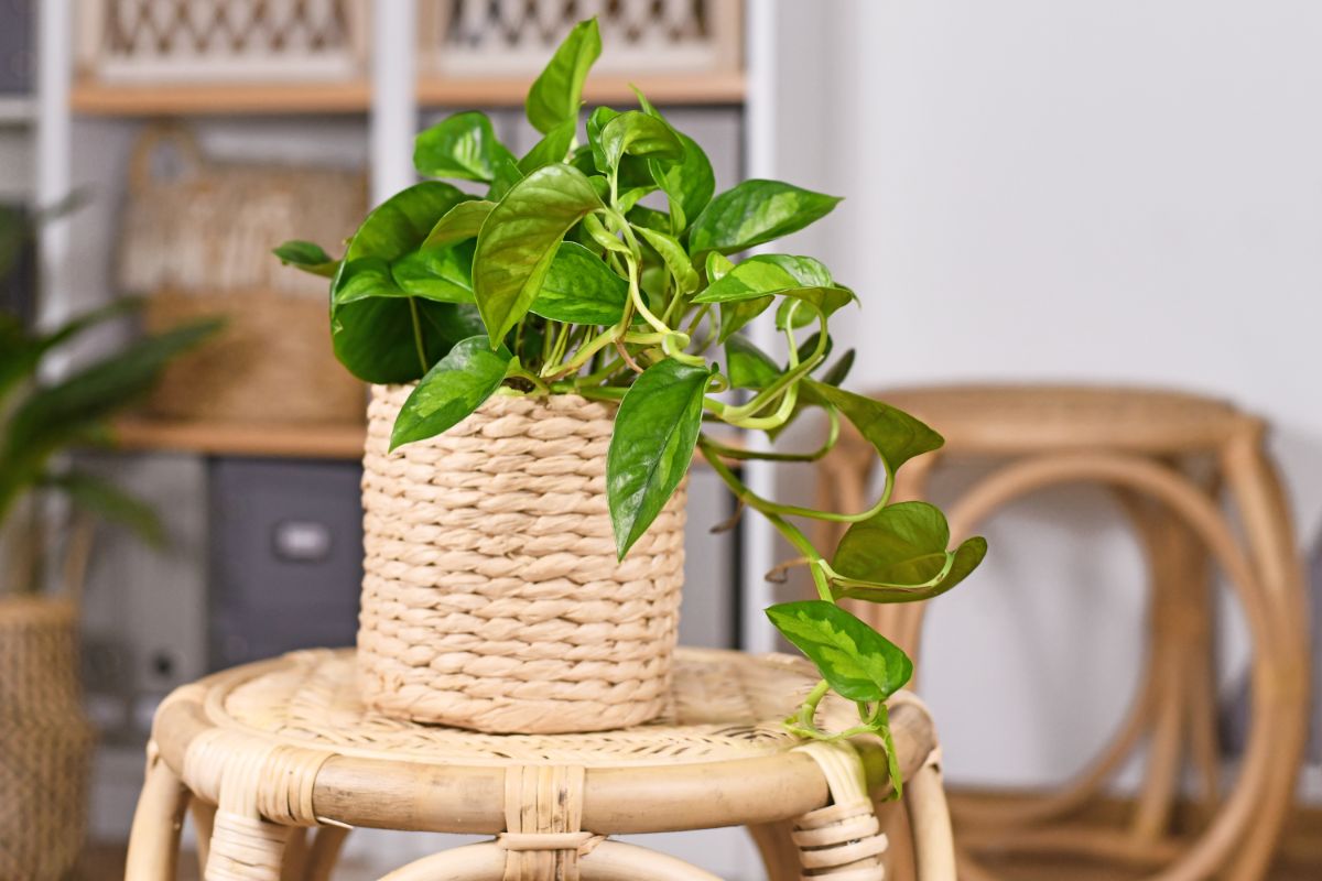 A Global Green Pothos in a wooden pot on a small table.