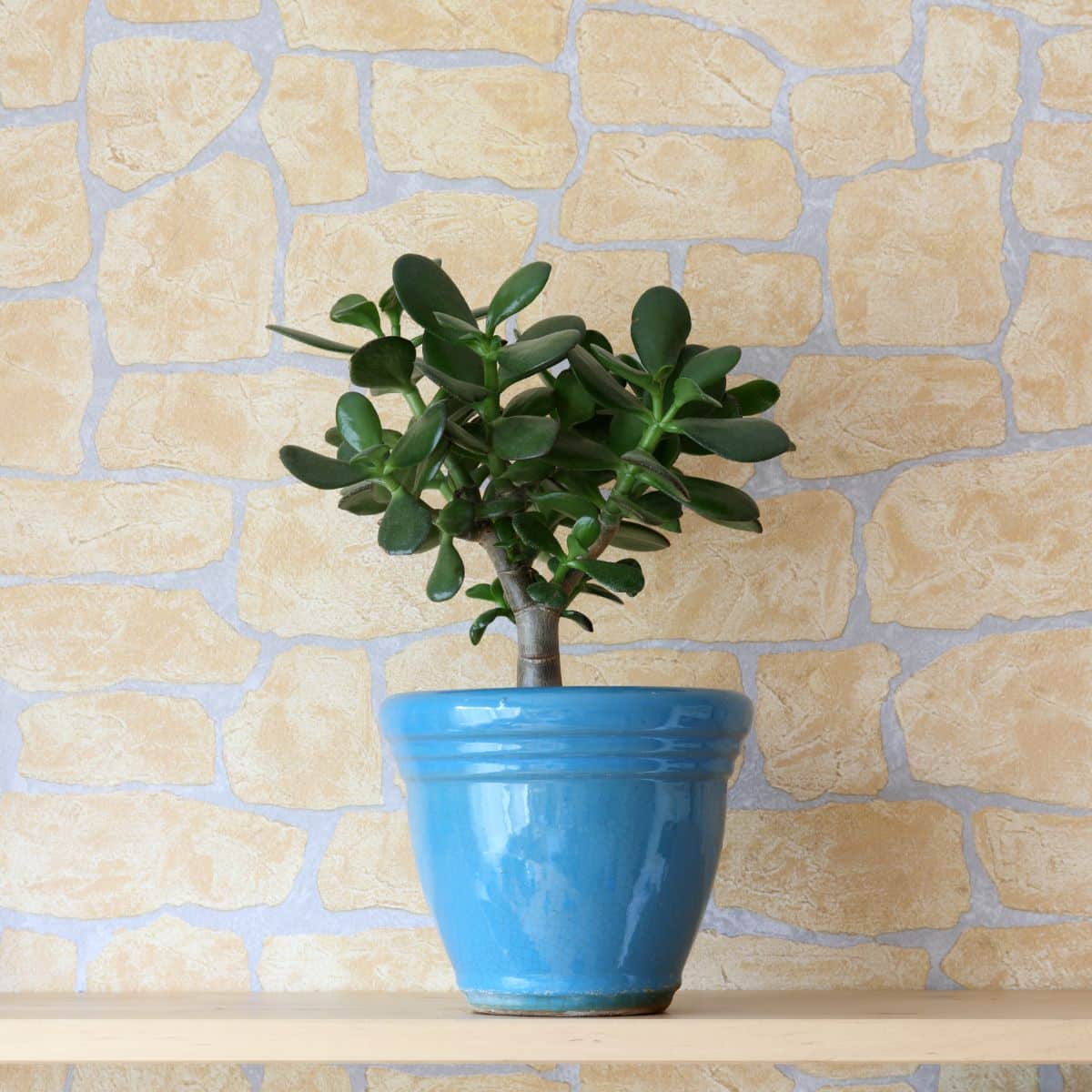 A Jade Plant growing in a blue pot.