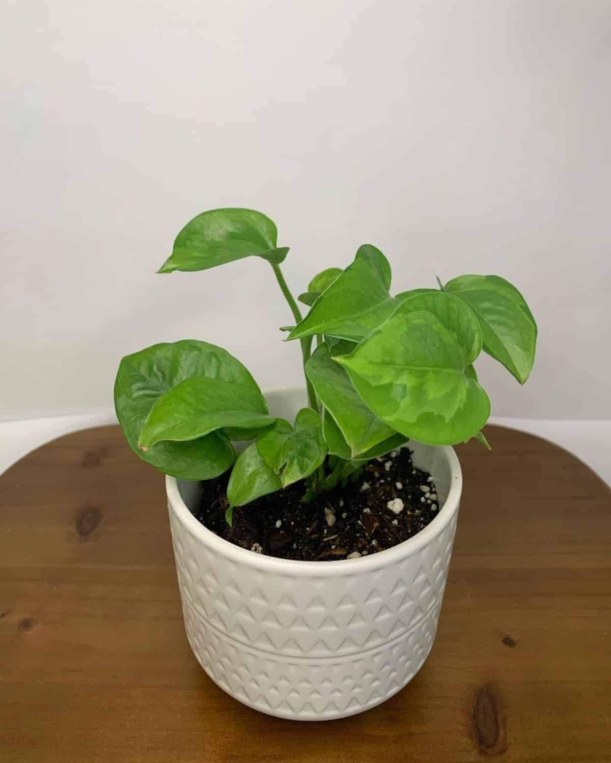 An Emerald Pothos in a white pot on a wooden table.