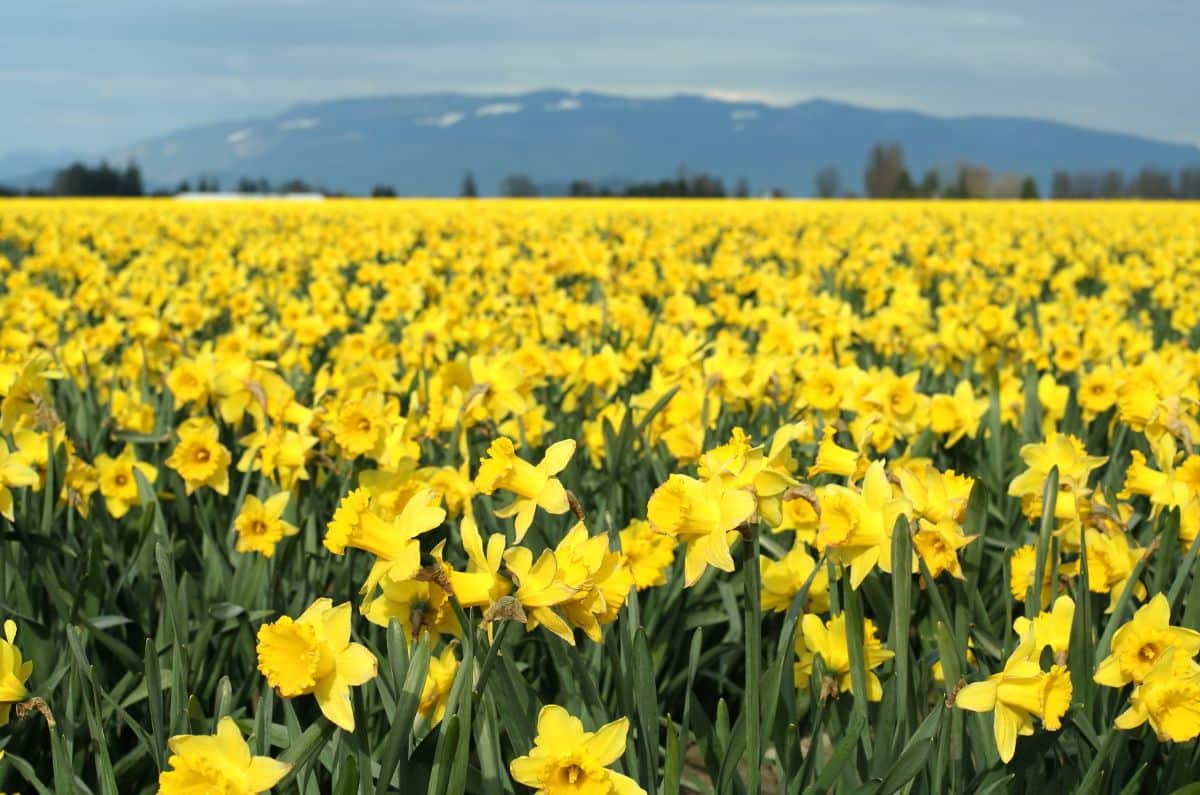 A yellow Daffodil field on a sunny day.