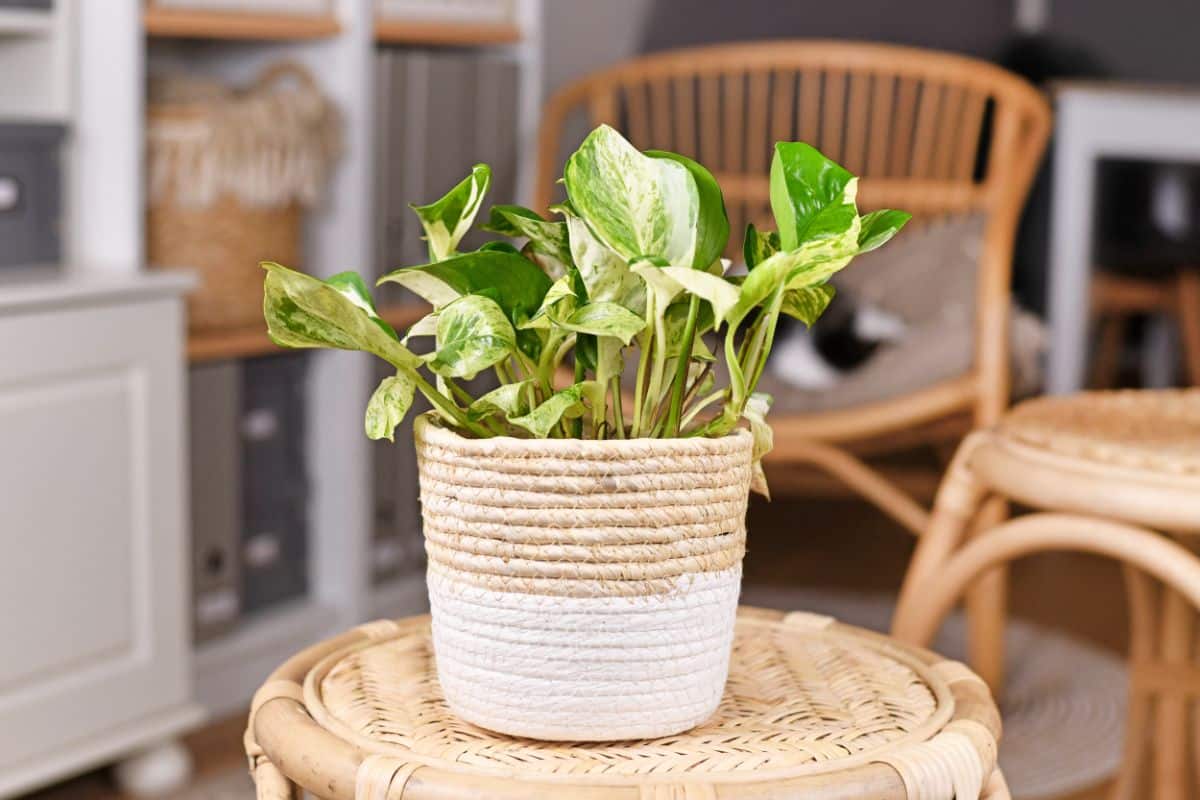 A Manjula Pothos in a pot on a small table.