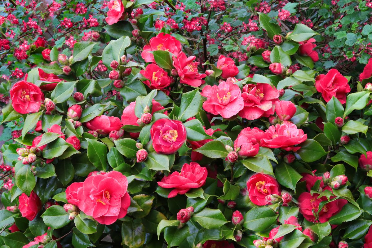 Camellia shrub in full red bloom.