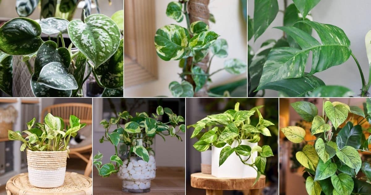 20 Pothos Varieties Anyone Can Grow facebook image.