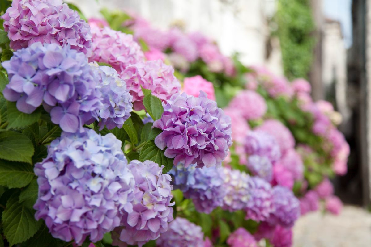 A beautiful Hydrangea shrub in different varieties of pink bloom.