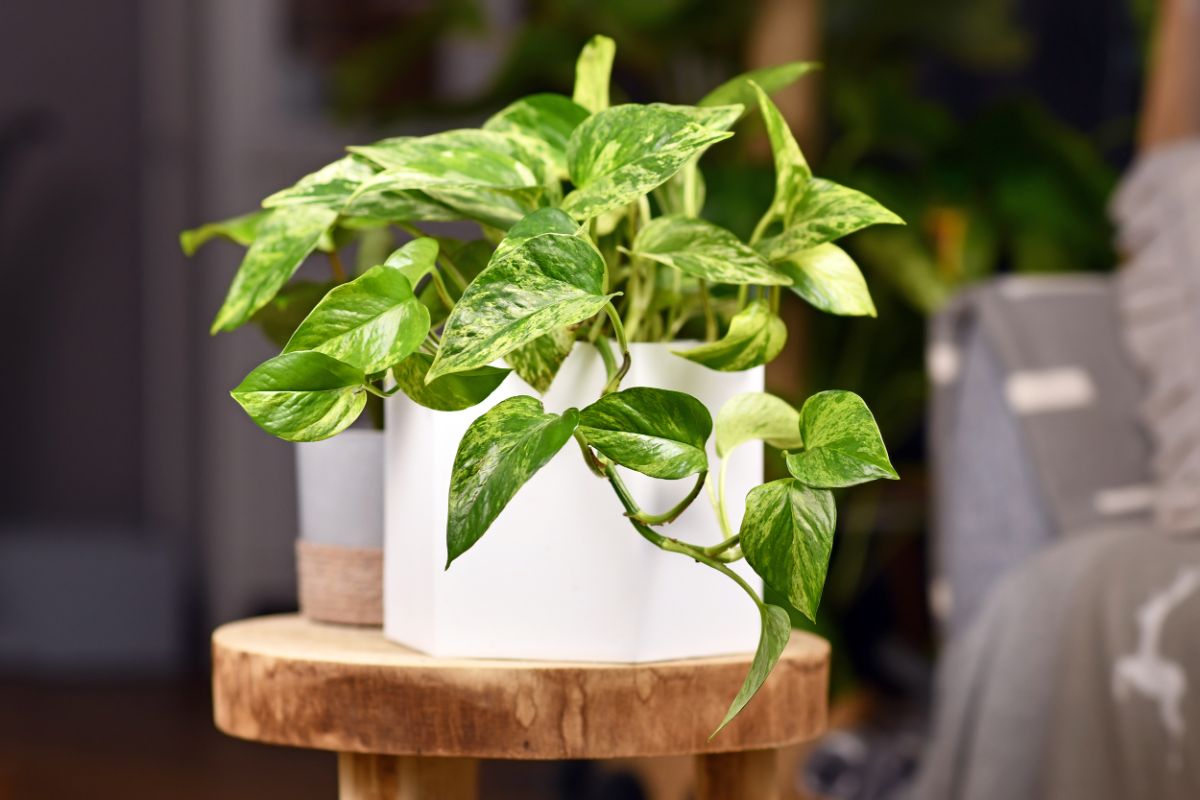A Marble Queen Pothos in a white pot on a small wooden table.