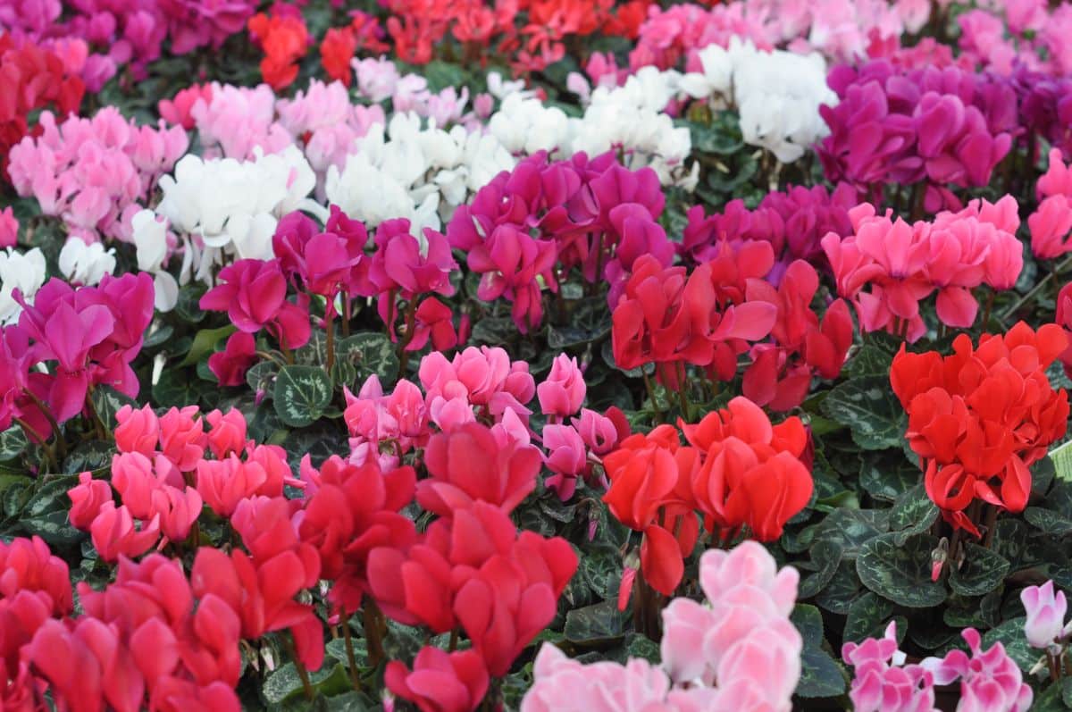 Cyclamen plants of different colors are in full bloom.