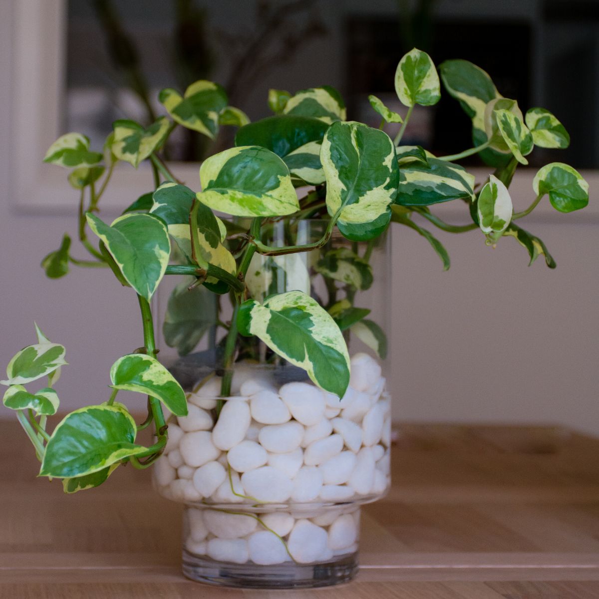 A Glacier Pothos in a glass pot on a table.