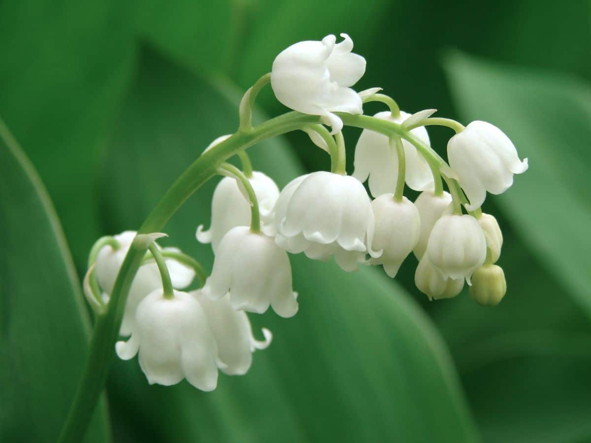 A close-up of a Lily of the Valley in white bloom with bell-shaped flowers.
