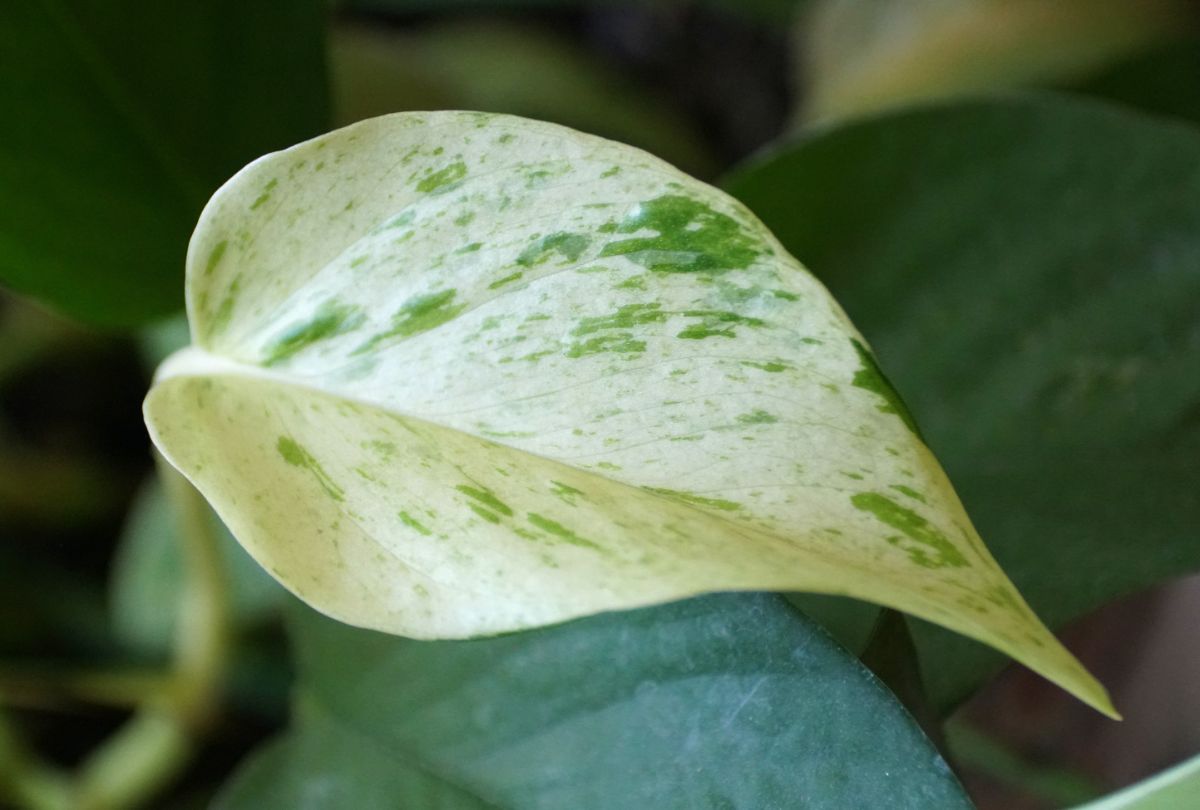 A close-up of a Snow Queen Pothos leaf.