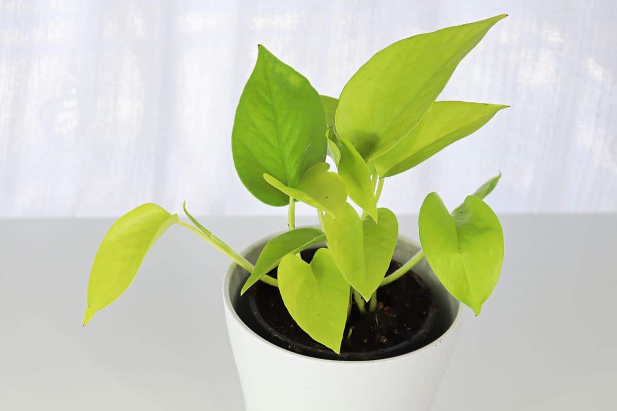 A Neon Pothos in a white pot on a white background.