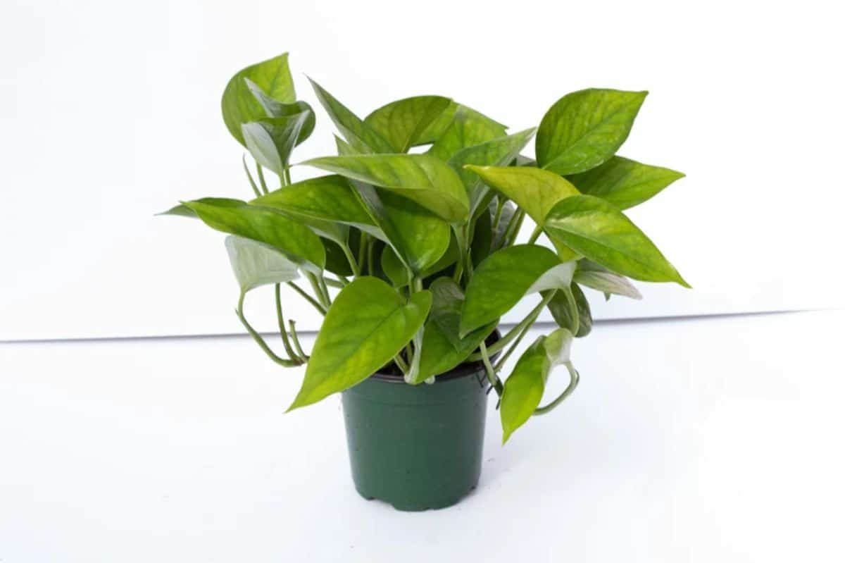 A Jade Pothos in a green pot on a white background.