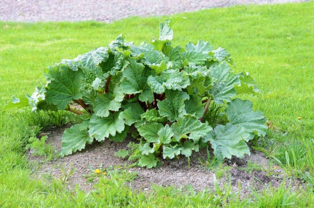 Top 15 Plants That Like Coffee Grounds + How to Feed Them