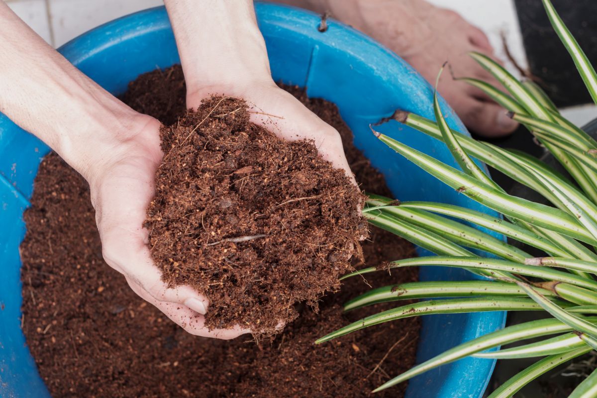 Hands holding Coconut Coir mixed with soil.