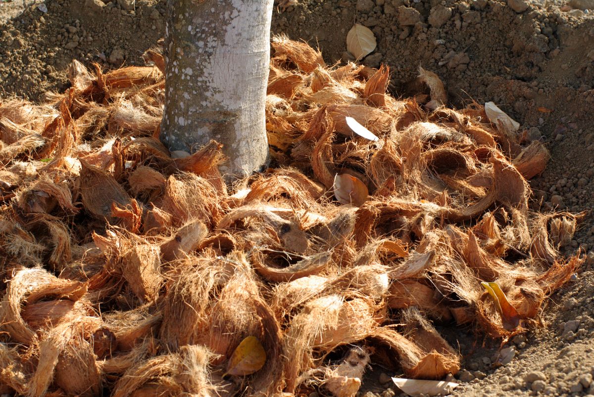 Coconut Coir spread around a young tree trunk.