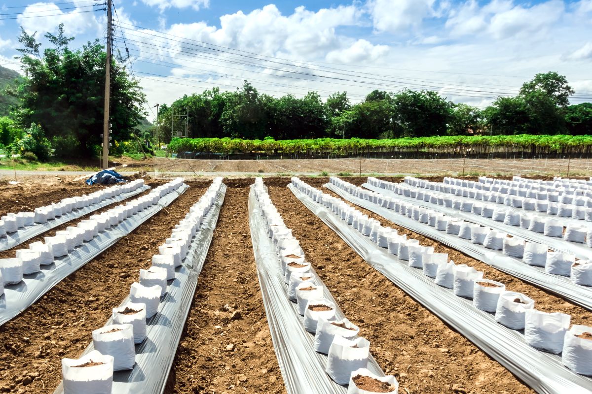 A field with Coconut Coir used as soil.