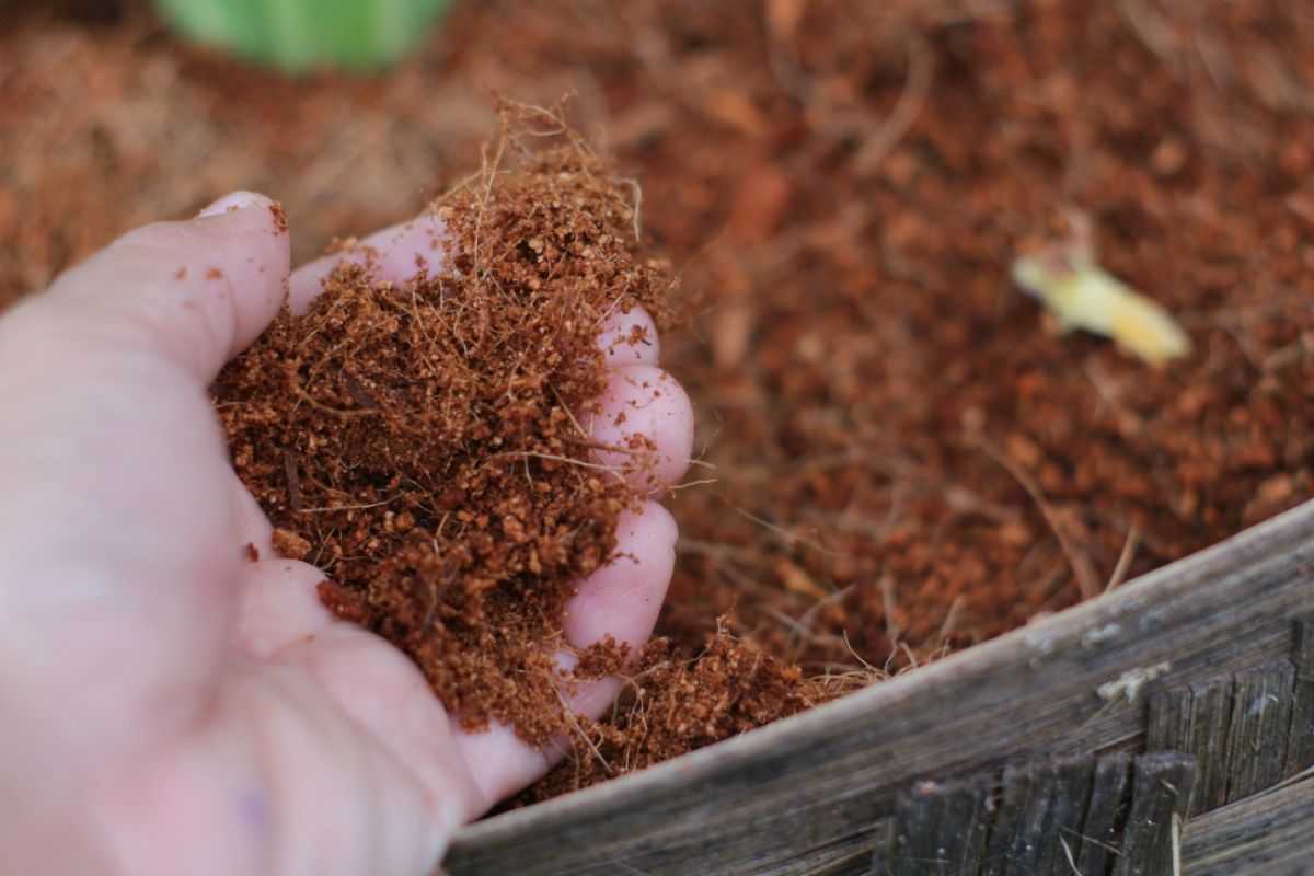 A hand holding coconut coir.