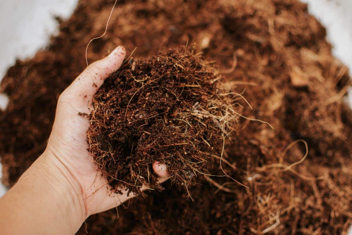 A hand holding Coconut Coir.